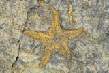 Two Ordovician Starfish (Petraster?) Fossils - Morocco #180858-3